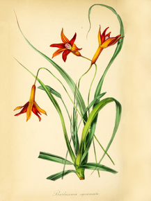Barbacenia Squamata