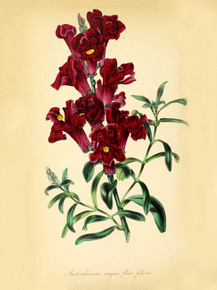 Antirrhinum Majus Flore Pleno