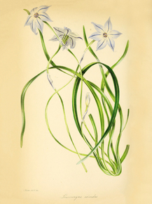 Leucocoryne Alliacea