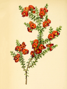 Gompholobium Hendersonii