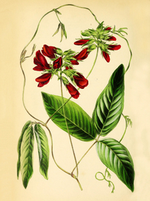Clitoria Fulgens