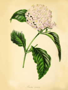 Pentas Carnea