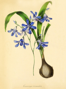Cummingia Trimaculata