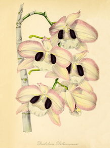 Dendrobium Dalhousieanum
