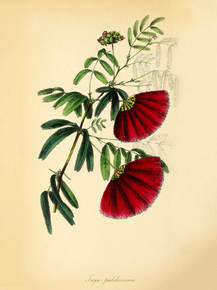 Inga Pulcherrima