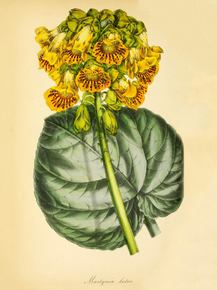 Martynia Lutea