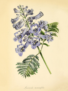 Jacaranda Mimosifolia