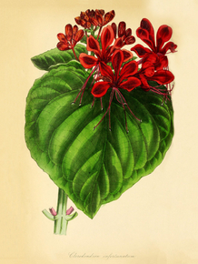 Clerodendrum Infortunatum