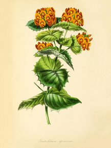 Gastrolobium Spinosum