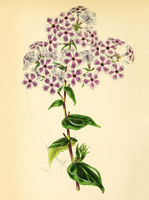 Van Houtte’S Phlox