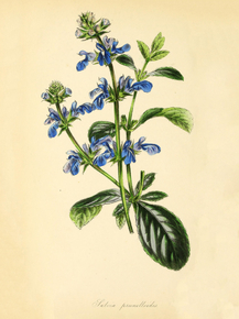 Salvia Prunelloides