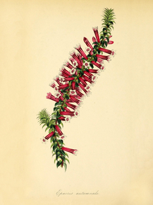 Epacris Autumnale