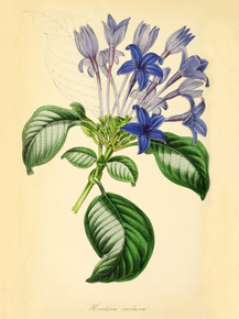 Hindsia Violacea