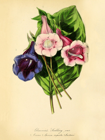 Gloxinia Speciosa Seedlings