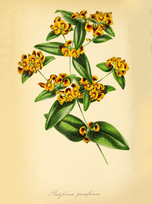 Platylobium Parviflorum
