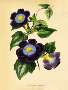 Thunbergia Chrysops