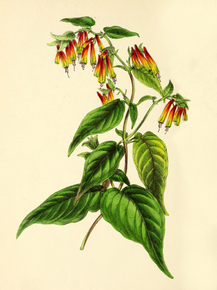 Cuphea Strigulosa