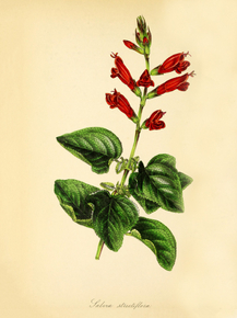 Salvia Strictiflora