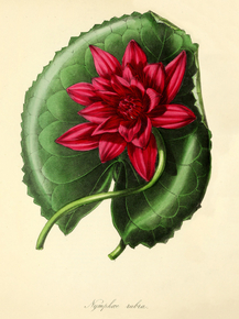 Nymphaea Rubra