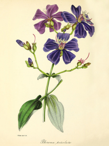 Pleroma Petiolata