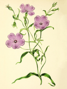 Viscaria Oculata