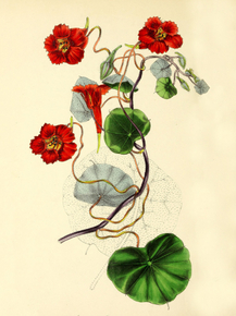 Tropaeolum Lobbianum