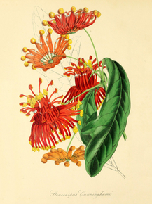 Stenocarpus Cunninghami