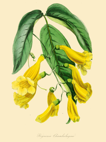 Bignonia Chamberlaynii Bignonia Chamberlaynii