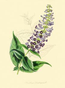 Buddleya Lindleyana