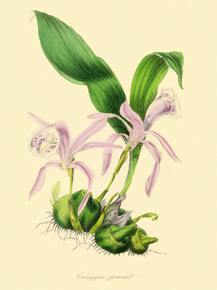 Coelogyne Precox