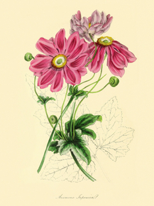 Anemone Japonica