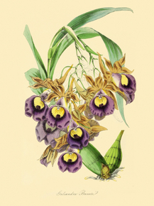 Galeandra Baueri