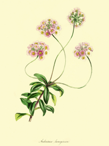 Androsace Lanuginosa