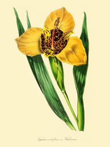 Trigridia Conchiflqra Watkinsoni