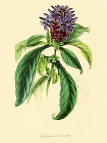 Porphyracoma Lanceolata