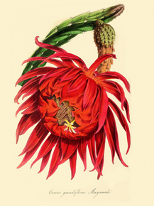Cereus Grandiflorus Maynardi