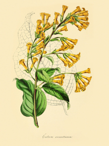 Cestrum Aurantiacum