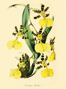 Oncidium Barkeri