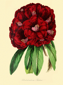 Rhododendron Arboreum Paxtoni