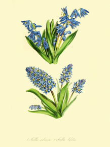 Scilla Sibirica