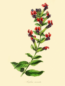 Cuphea Miniata Cuphea Miniata