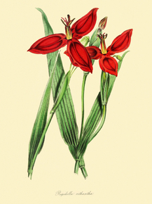 Rigidella Ortii Antra