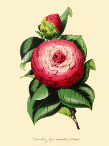 Camellia Japonica