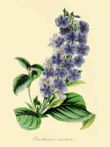 Eranthemum Strictum