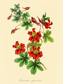 Tropaeolum Speciosum