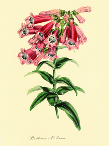Pentstemon M'Ewani