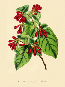 Habrothamnus Fasciculatus