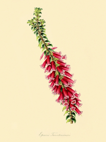 Epacris Tauntoniensis