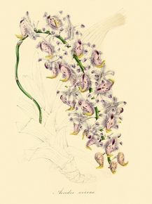 Aerides Virens