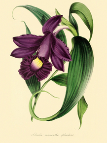 Sobralia Macrantha Splendens